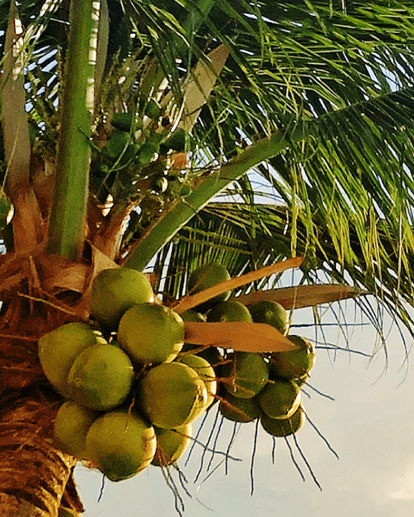 Thai-coco